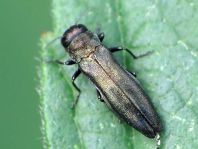 Agrilus sp.