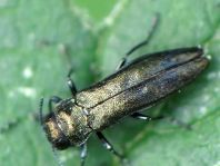 Agrilus sp.