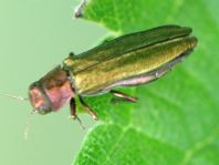 Agrilus viridis