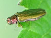 Agrilus viridis