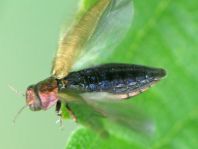 Agrilus viridis