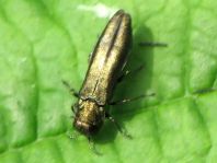 Agrilus sp.