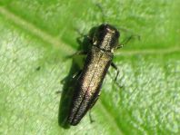 Agrilus sp.