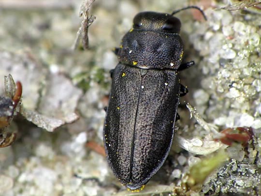 Anthaxia sp.