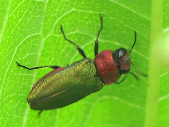 Anthaxia nitidula