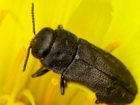 Anthaxia sp.