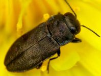 Anthaxia sp.
