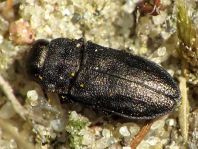 Anthaxia sp.
