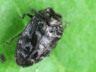 Trachys minutus, Gemeiner Zwergprachtkäfer