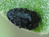 Trachys minutus, Gemeiner Zwergprachtkäfer