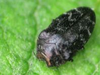 Trachys minutus, Gemeiner Zwergprachtkäfer