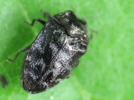 Trachys minutus, Gemeiner Zwergprachtkäfer