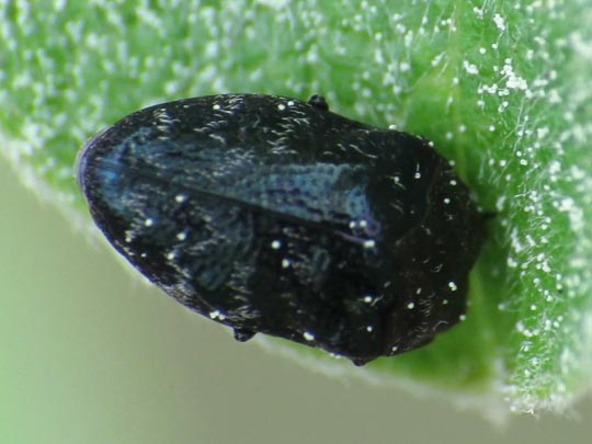 Trachys minutus, Gemeiner Zwergprachtkäfer