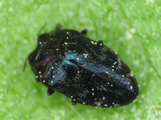 Trachys minutus, Gemeiner Zwergprachtkäfer