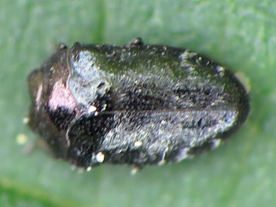 Trachys minutus, Gemeiner Zwergprachtkäfer