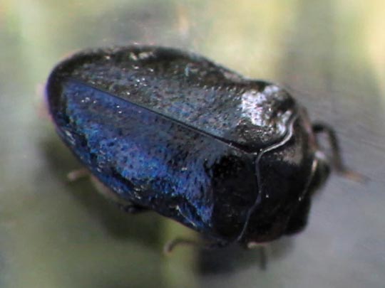 Trachys minutus, Gemeiner Zwergprachtkäfer
