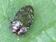 Trachys minutus, Gemeiner Zwergprachtkäfer