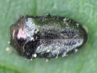 Trachys minutus, Gemeiner Zwergprachtkäfer