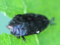 Trachys minutus, Gemeiner Zwergprachtkäfer