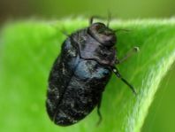 Trachys minutus, Gemeiner Zwergprachtkäfer