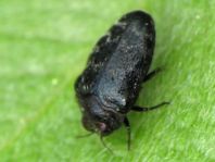 Trachys minutus, Gemeiner Zwergprachtkäfer