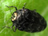 Trachys minutus, Gemeiner Zwergprachtkäfer