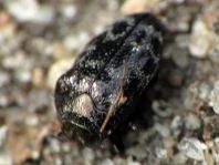 Trachys minutus, Gemeiner Zwergprachtkäfer