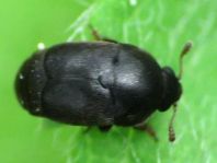 Brachypterolus