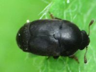 Brachypterolus