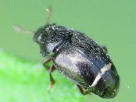 Brachypterus urticae