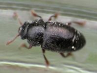 Brachypterus urticae