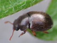 Brachypterus urticae