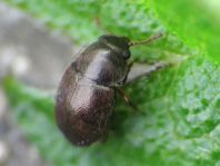 Brachypterus urticae