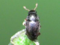 Brachypterus urticae