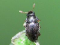 Brachypterus urticae