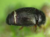 Brachypterus urticae