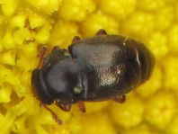 Brachypterus urticae