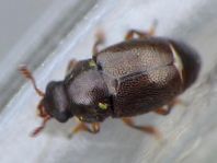 Brachypterus urticae