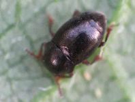 Brachypterus urticae