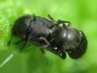 Brachypterus glaber