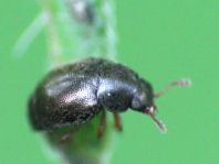 Brachypterus urticae