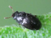 Brachypterus urticae