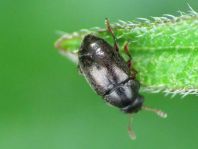 Brachypterus urticae
