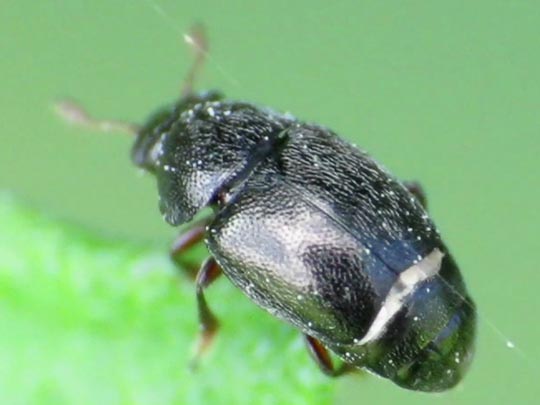 Brachypterus urticae