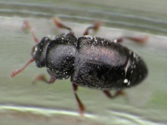 Brachypterus urticae