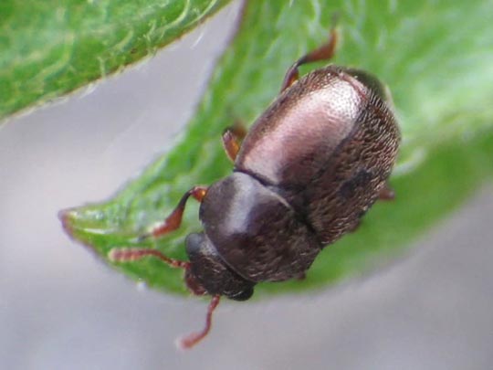 Brachypterus urticae