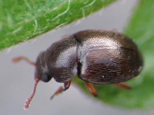 Brachypterus urticae