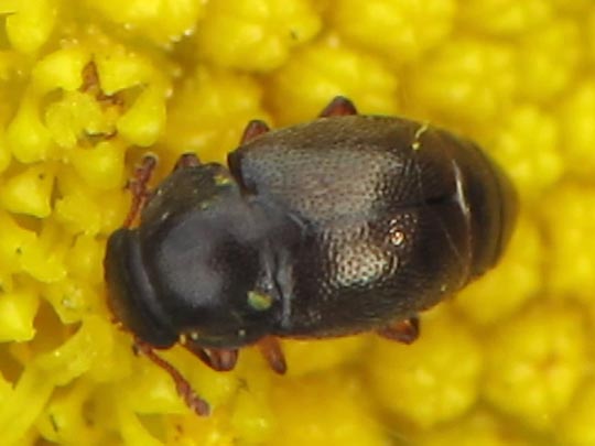 Brachypterus urticae