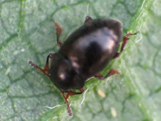 Brachypterus urticae