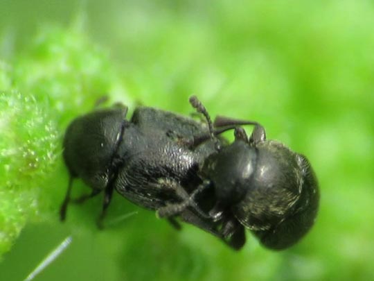 Brachypterus glaber